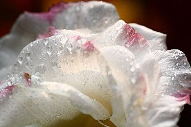 赛车漂移游戏《日本漂移大师》绿蝎崛起先导片曝光